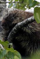 Image of: Erethizon dorsatum (North American porcupine)