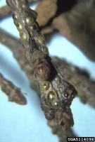Asterodiaspis variolosa