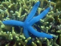Linckia laevigata - Blue Sea Star