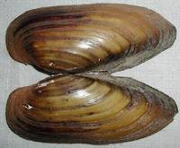 Unio pictorum
