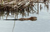 Image of: Ondatra zibethicus (muskrat)