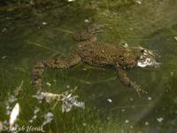 Bombina bombina - Fire-Bellied Toad