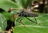 Image of: Acanthocephala terminalis