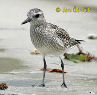 Pluvialis squatarola - Grey Plover