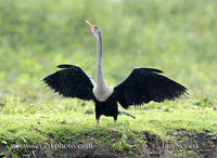 Anhinga anhinga - Anhinga