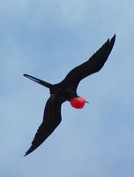 Fregata ariel - Lesser Frigatebird