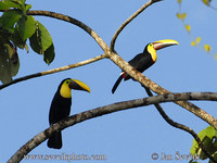 Ramphastos swainsonii - Chestnut-mandibled Toucan