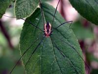 Image of: Opiliones (daddy longlegs and harvestmen)