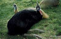 Casuarius casuarius - Southern Cassowary