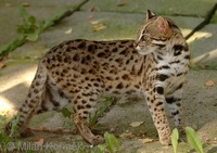 Prionailurus bengalensis - Leopard Cat