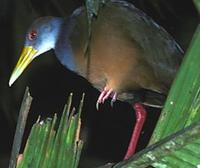 Image of: Aramides cajanea (grey-necked wood-rail)