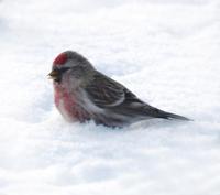 Image of: Carduelis flammea (common redpoll)