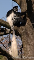 Colobus guereza - Guereza