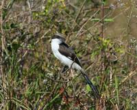 Image of: Lanius cabanisi (long-tailed fiscal)