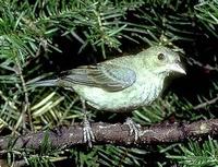 Image of: Passerina cyanea (indigo bunting)