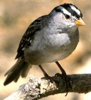 Image of: Zonotrichia leucophrys (white-crowned sparrow)