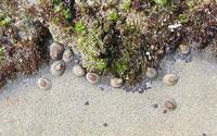 Image of: Collisella