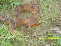 Image of: Bothrocophias hyoprora