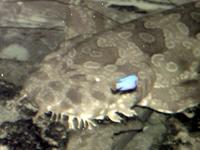 Image of: Orectolobus maculatus (spotted wobbegong)