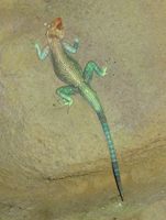 Agama agama - Red-headed Agama