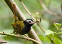 Black-headed Tailorbird - Orthotomus nigriceps