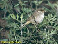 Radde's Warbler - Phylloscopus schwarzi