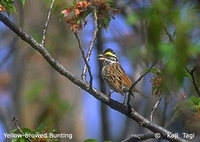 Yellow-browed Bunting - Emberiza chrysophrys