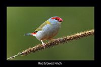 Red browed Finch