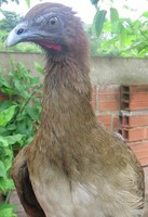 Chestnut-winged Chachalaca - Ortalis garrula