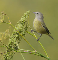 Orange-crowned Warbler (Vermivora celata) photo