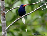 Numfor Paradise-Kingfisher - Tanysiptera carolinae