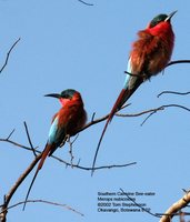 Southern Carmine Bee-eater - Merops nubicoides