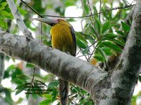 Saffron Toucanet - Baillonius bailloni