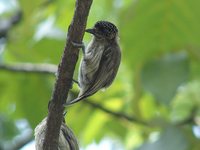 Olivaceous Piculet - Picumnus olivaceus