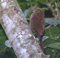 Thrush-like Woodcreeper - Dendrocincla turdina