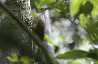 White-throated Woodcreeper - Xiphocolaptes albicollis