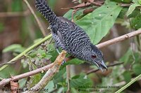 Fasciated Antshrike - Cymbilaimus lineatus