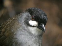 Jocotoco Antpitta - Grallaria ridgelyi