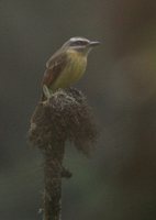 Golden-crowned Flycatcher - Myiodynastes chrysocephalus