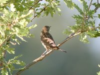 Grasshopper Warbler - Locustella naevia