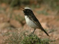 Red-rumped Wheatear - Oenanthe moesta