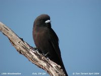 Little Woodswallow - Artamus minor