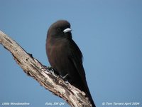 Little Woodswallow - Artamus minor