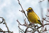 Evening Grosbeak - Coccothraustes vespertinus