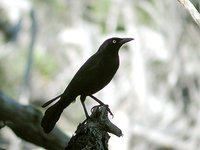 Carib Grackle - Quiscalus lugubris