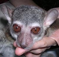 Otto's Sportive Lemur (Lepilemur otto)