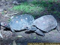 Jabuti, Red-footed tortoise (Geochelone carbonaria)