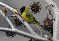 Hooded Siskin: from my office window!