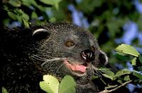 Binturong