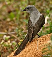 Shear-tailed Gray-Tyrant (??Nancy Bell)